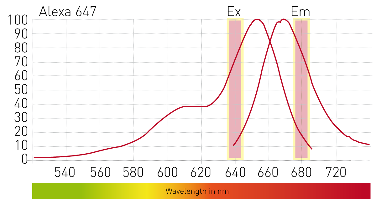 Red fluorescent dyes for cellular assays | BMG LABTECH